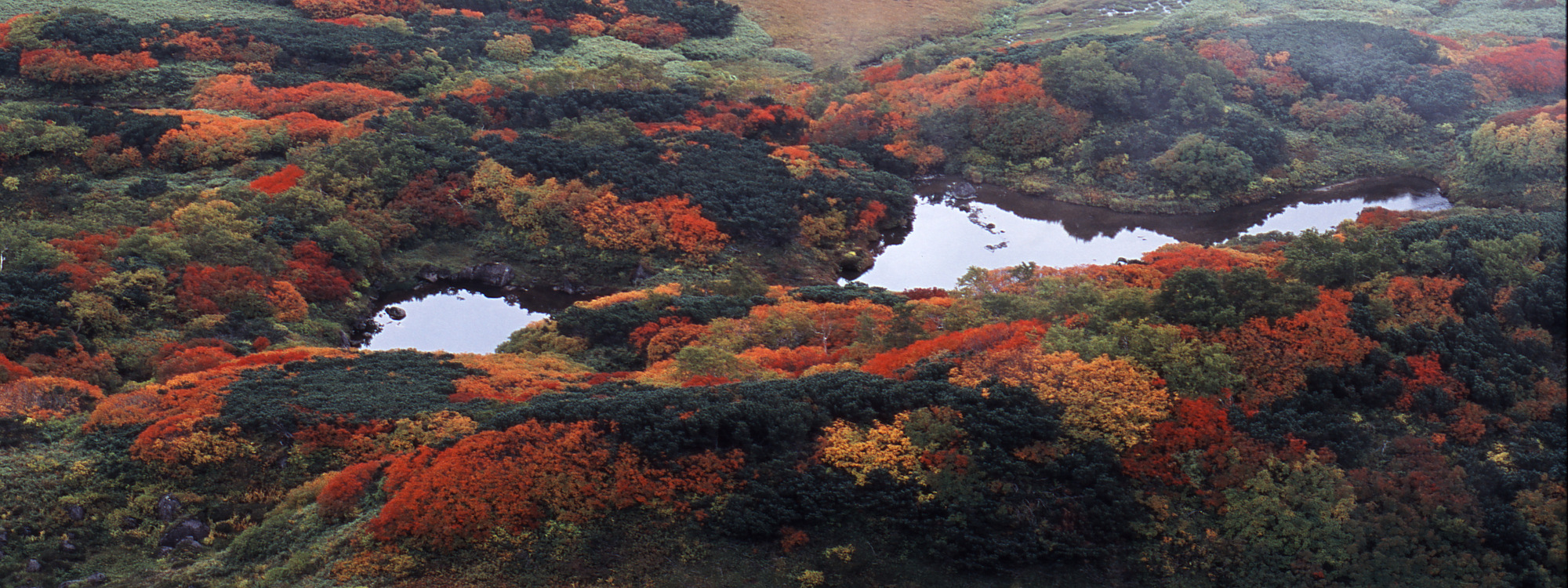 秋：紅葉